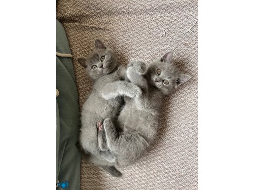 British Shorthair 