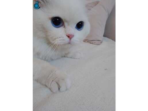 erkek 2yas kedi longhair. asisi var .passaport var........r.