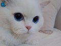 erkek 2yas kedi longhair. asisi var .passaport var........r.