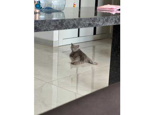 Özel Renk 6 aylık harika bir erkek Lilac Brittish Shorthair