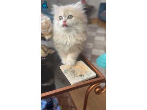 Safkan british longhair yavrular