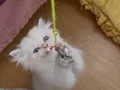 Safkan golden british longhair 