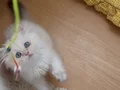 Safkan golden british longhair 
