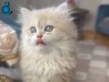 Safkan british longhair yavrular