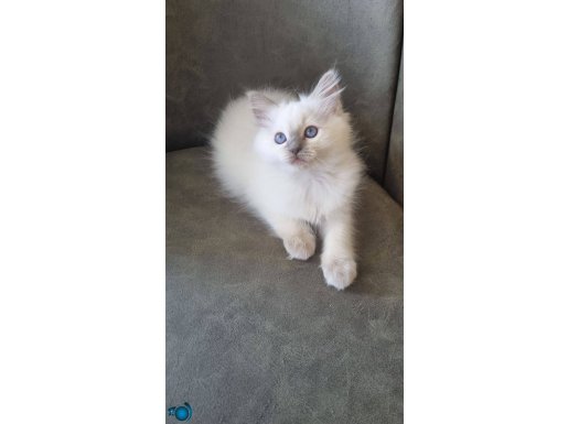"Safkan ve Uysal Ragdoll Yavruları Sevgi Dolu Evlerini Bekli
