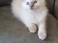&quot;Safkan ve Uysal Ragdoll Yavruları Sevgi Dolu Evlerini Bekli