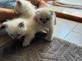 56 günlük erkek yavrularım vardır toptan fiyatına vereceğim 
