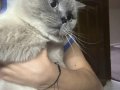 British Shorthair kedim