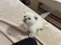 Petshoptan değil sahibinden 
