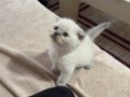 Petshoptan değil sahibinden 