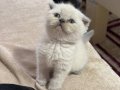 Petshoptan değil sahibinden 