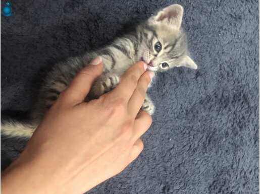 Garip Sokak Kedisi Sahiplendirme 