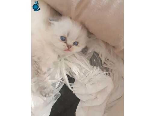 Scottish longhair 
