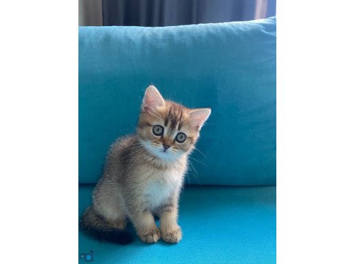 Top Kafa Ayı Sürat Golden Yavrular British Shorthair 