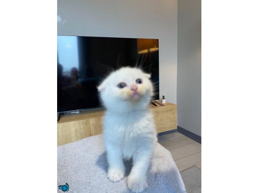 Bembeyaz Bulut: 2 Aylık Dişi Scottish Fold Shorthair