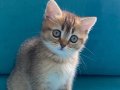Top Kafa Ayı Sürat Golden Yavrular British Shorthair 