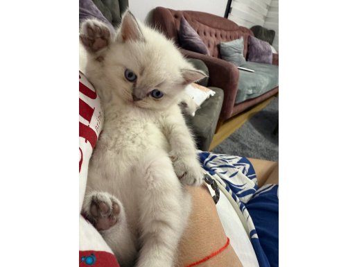 British blue point yavrular 