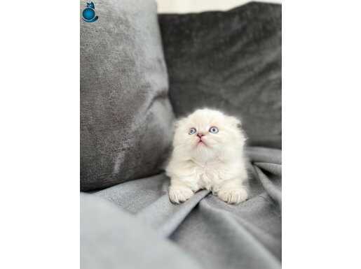 Scottish Fold Longhair