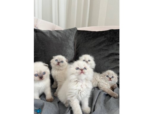 Safkan Scottish Fold Longhair Yavrular