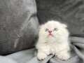 Scottish Fold Longhair