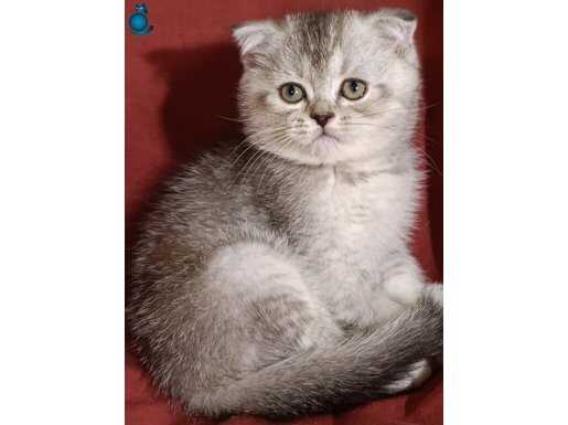 2 aylik scotısh fold yavrular