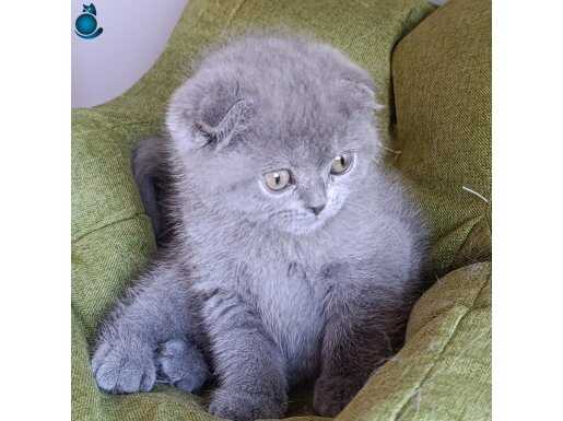 2 aylık scotısh fold