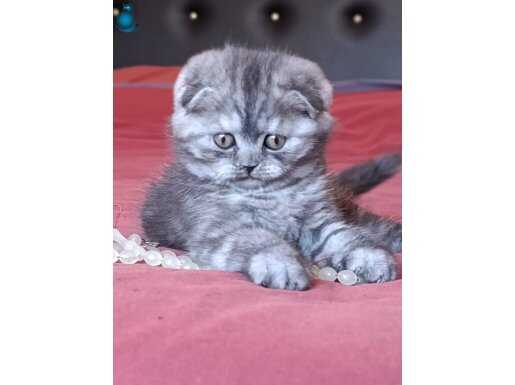 İstanbul Şişli'de Sosyal ve Oyuncu Scottish Fold Yavrusu