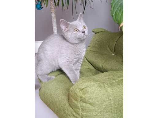 Sosyal ve Oyuncu 3 Aylık British Shorthair Erkek Panter
