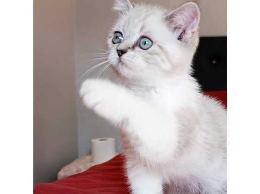 Şişli'de Safir Bakışlı 3 Aylık Erkek British Shorthair - Eğitimli Yuva Arıyor