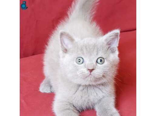 2 aylik brıtısh shorthaır