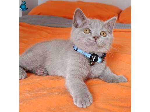 Göz Kamaştıran 3 Aylık Safkan British Shorthair Erkek