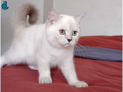 3 bucuk aylik dısı