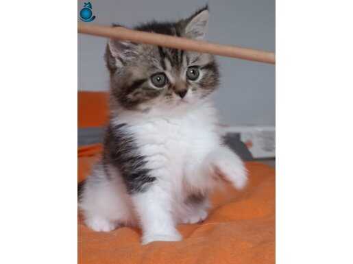 Yuva Bekleyen Sosyal ve Eğitimli British Shorthair Yavrusu