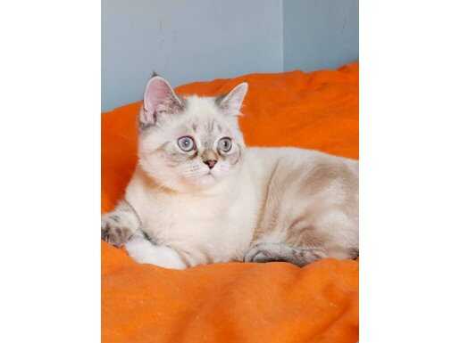 Gümüş Gölgeli 4 aylık British Shorthair Erkek
