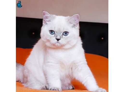 Gümüş Bakışlı Şişli Yakışıklısı: 4 Aylık British Shorthair