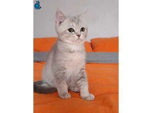 2 bucuk aylık dısı