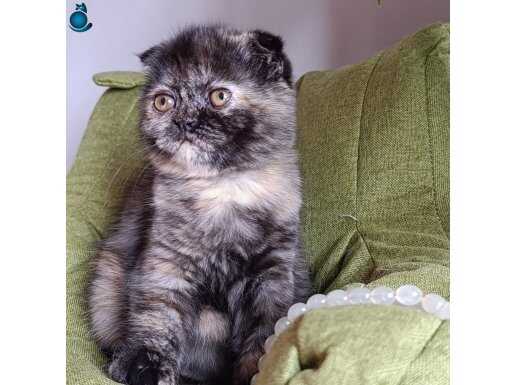 Scotısh fold 3 aylik