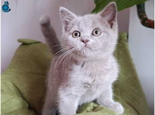 2 aylık brıtısh shorthaır 