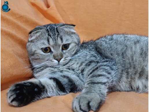 5 bucuk aylık dısı