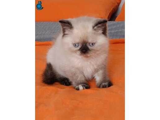 Brıtısh shorthaır dışı