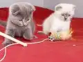 Şişli’de Sosyal Kelebek 2 Aylık Scottish Fold Yavruları