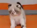 2 Aylık Dişi Scottish Fold