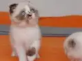 2 Aylık Dişi Scottish Fold