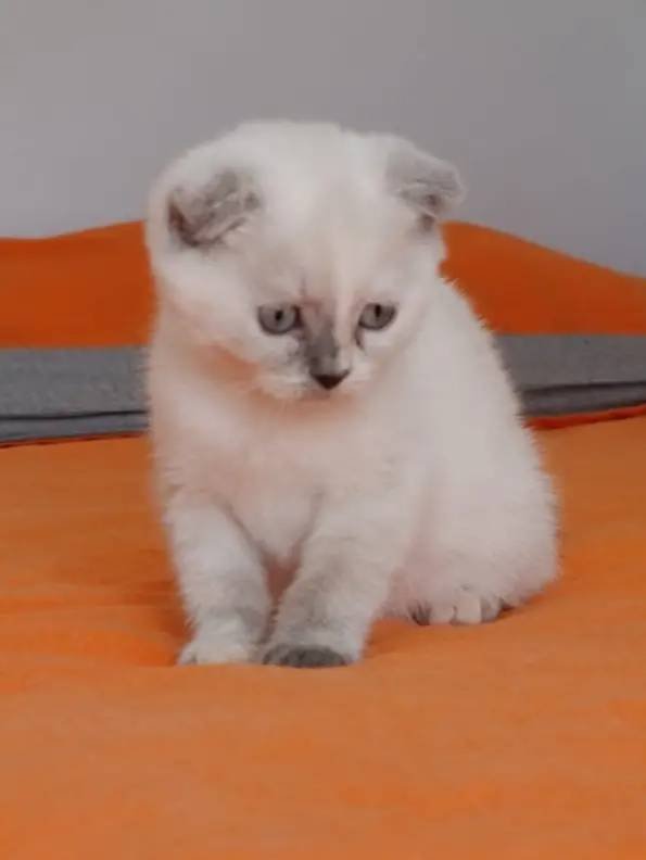 2 Aylık Dişi Scottish Fold
