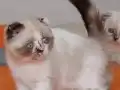 2 Aylık Dişi Scottish Fold