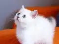 2 aylık Dişi