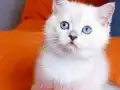 2 aylık Dişi