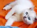 2 aylık dısı