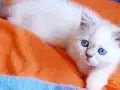 2 aylık dısı