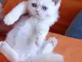 2 aylık dısı